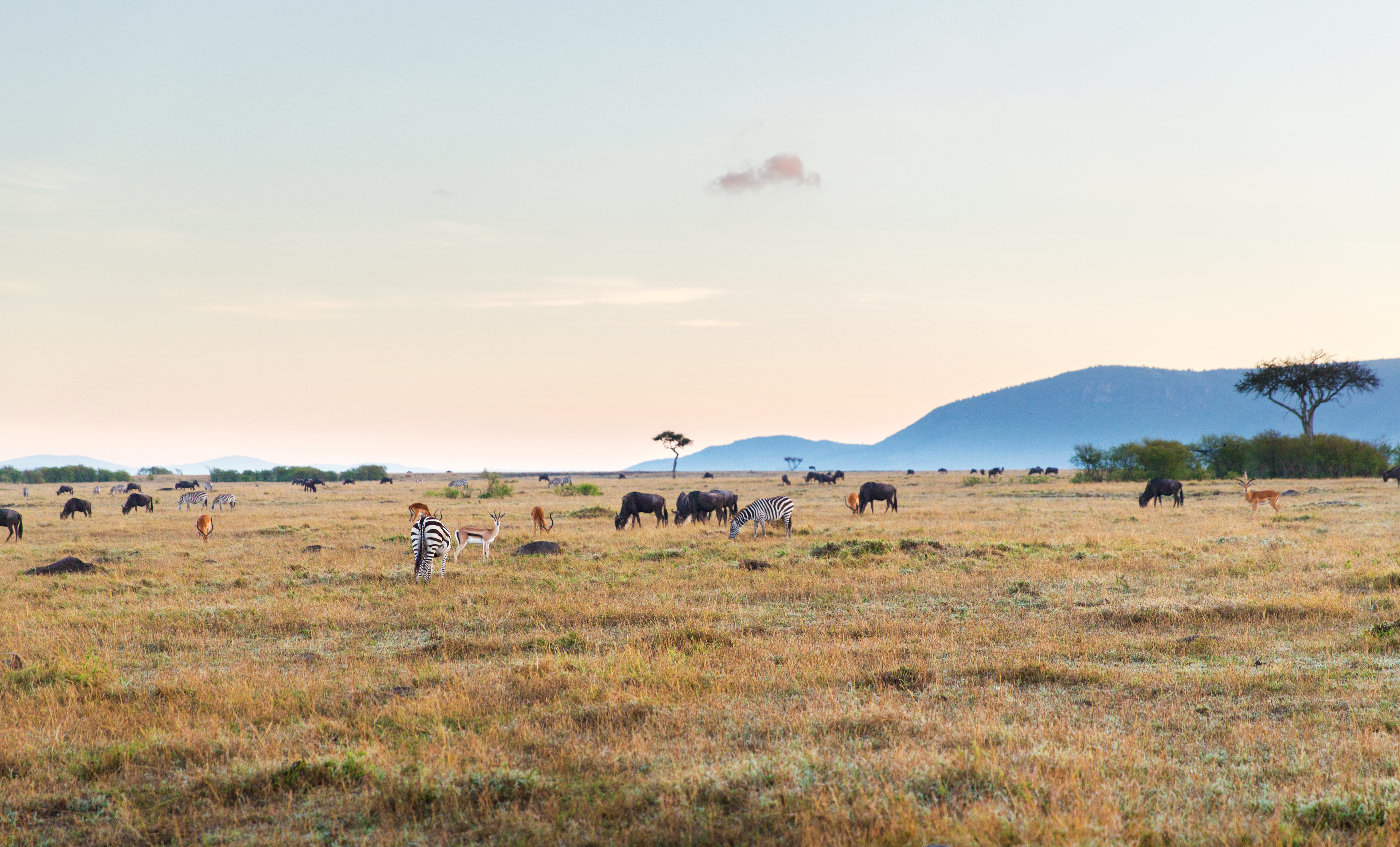 Visa for Tanzania